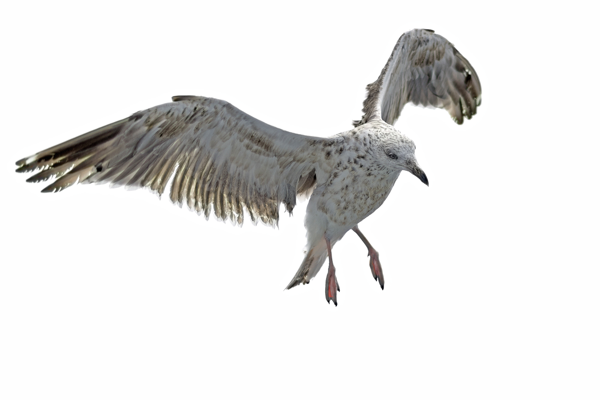 11_seagulls_cut_DSC_0056