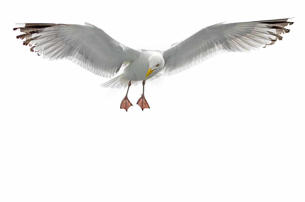 13_seagulls_DSC_9652