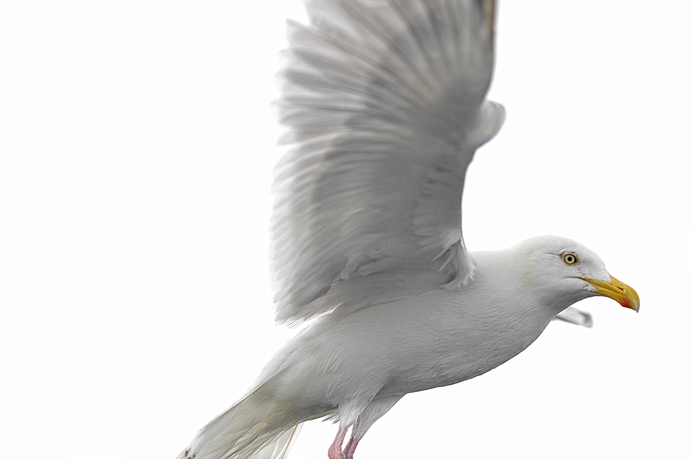 14_seagulls_DSC_9641