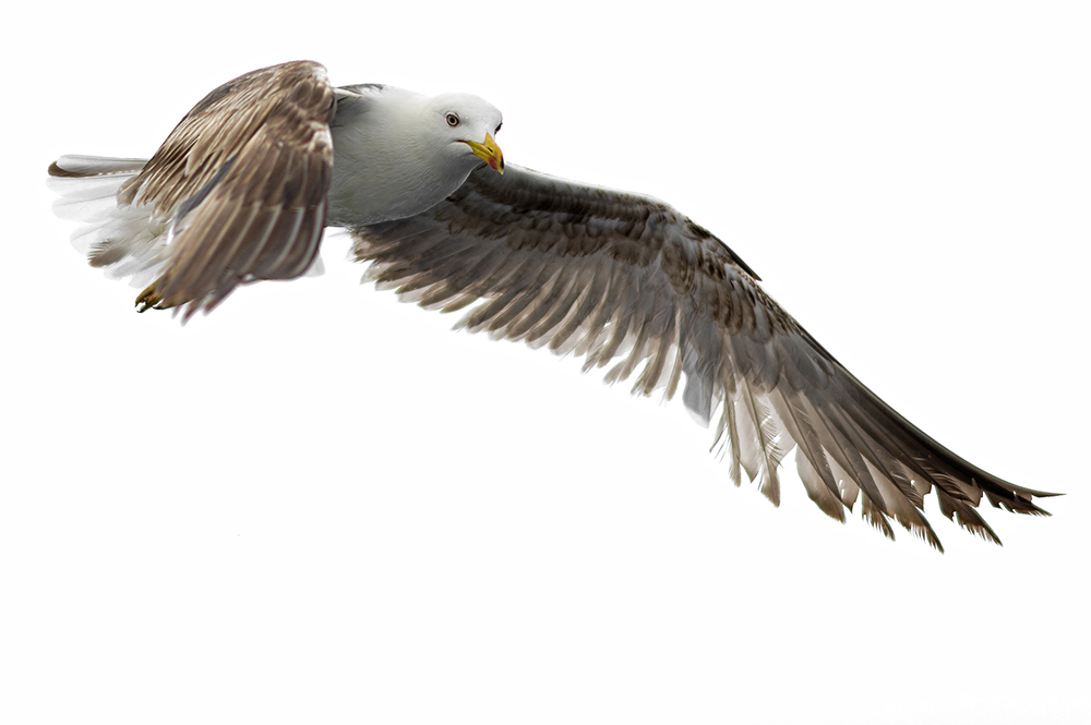 2_seagulls_cut_DSC_9443