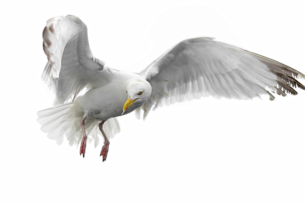 3_seagulls_cut_DSC_9411