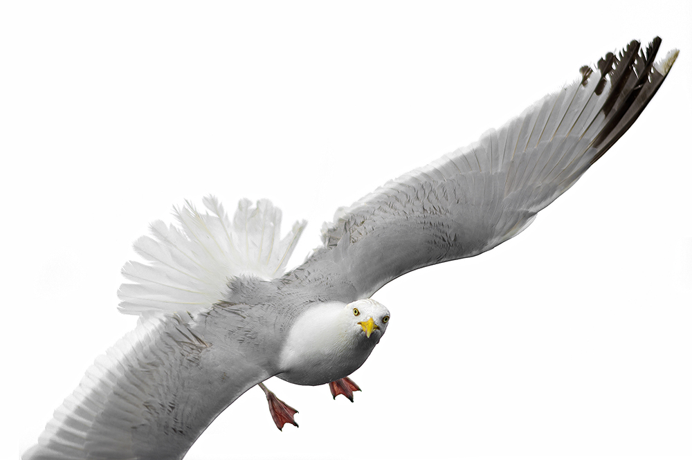 4_seagulls_cut_DSC_9438