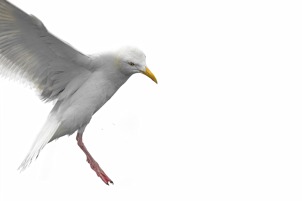 5_seagulls_cut_DSC_9639