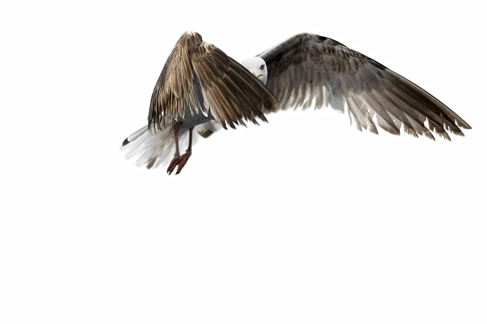 6_seagulls_cut_DSC_9442