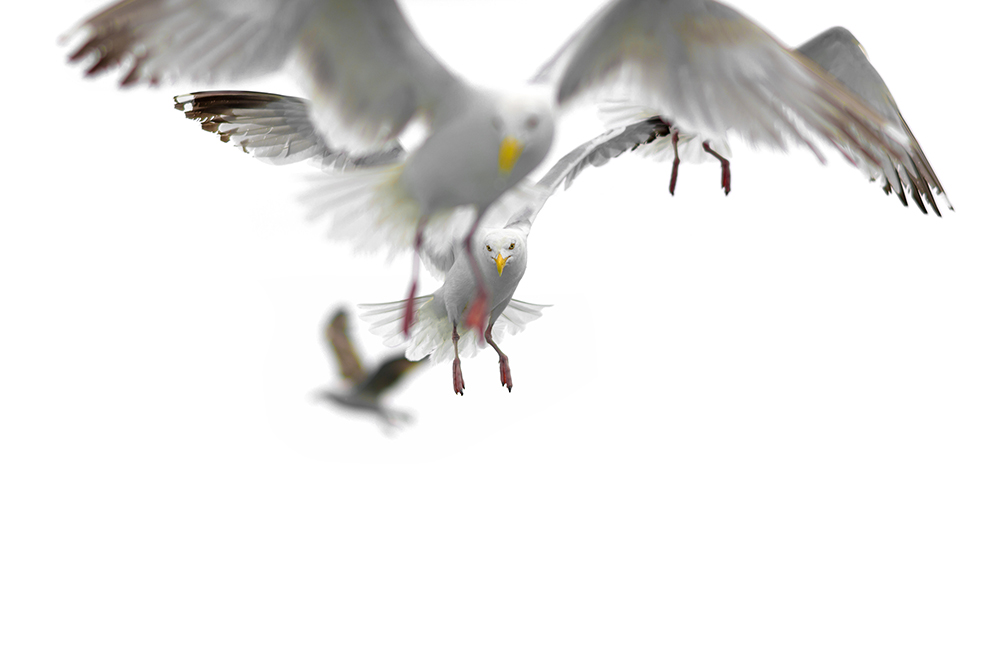 7_seagulls_cut_DSC_9707