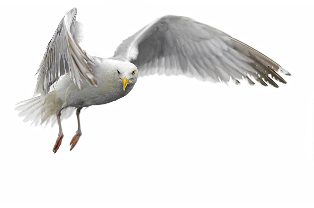 8_seagulls_cut_DSC_9578