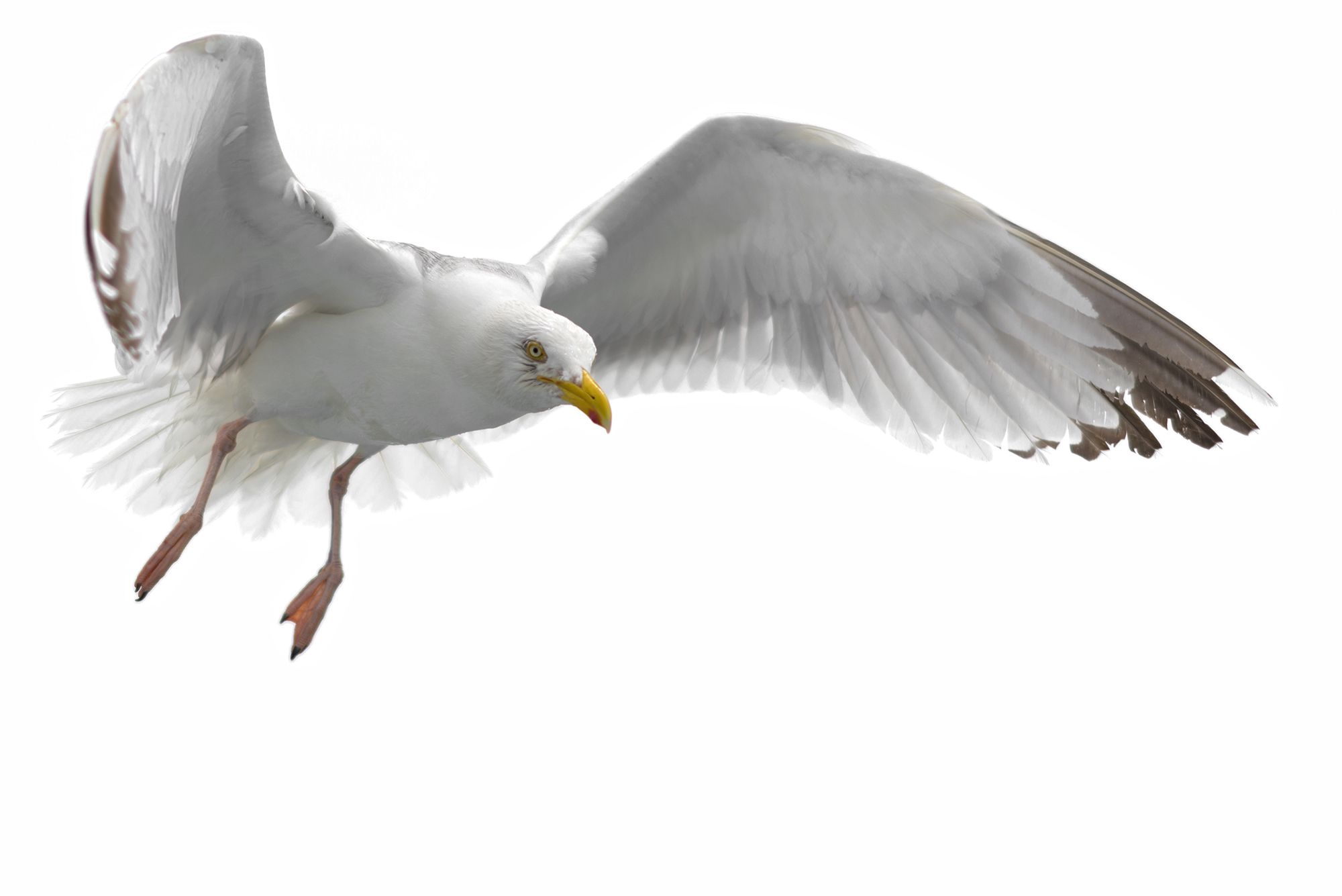 seagulls_cut_DSC_9742