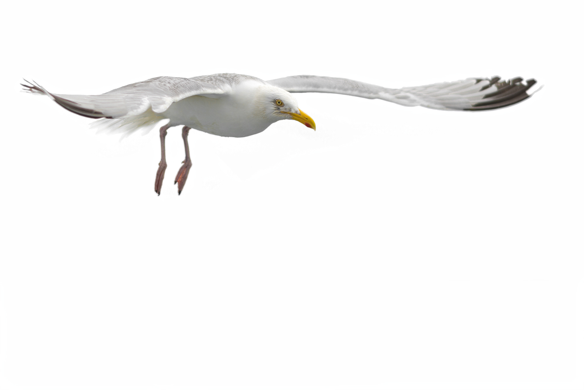 seagulls_cut_DSC_9750