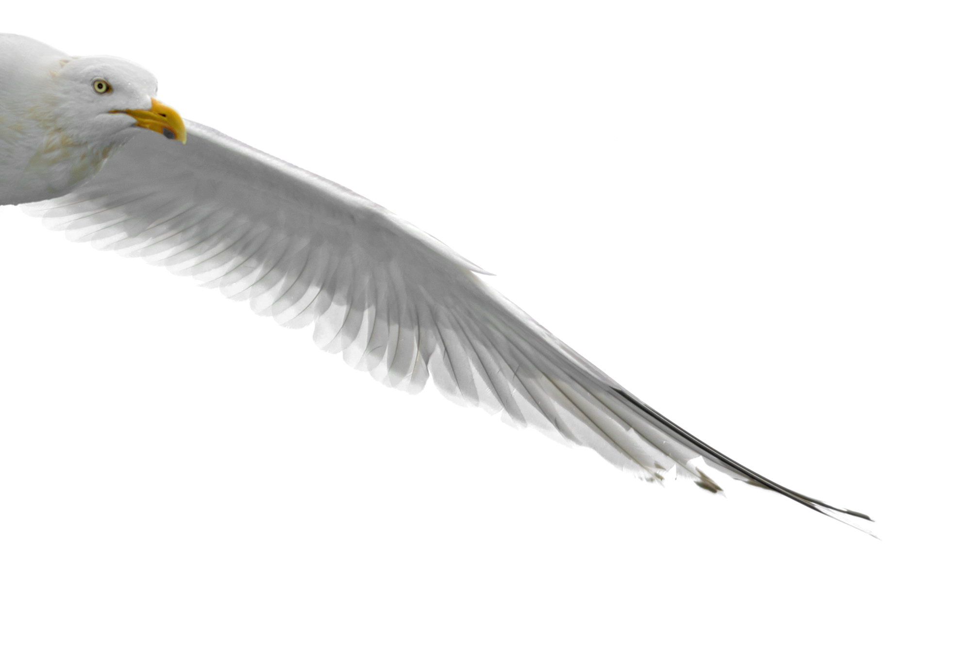 seagulls_cut_DSC_9766