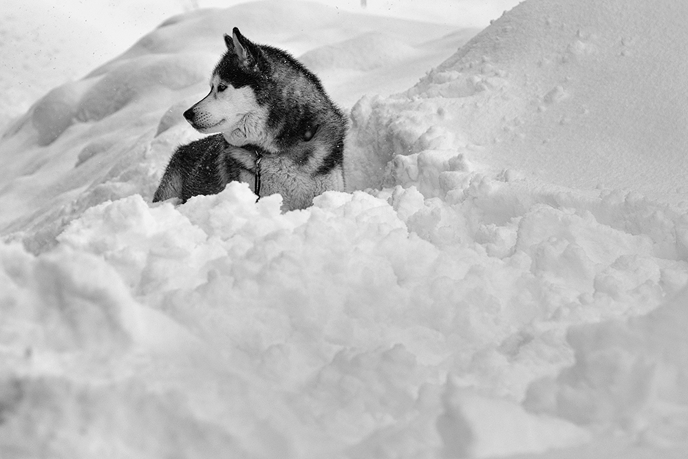 snow_21_1000px_DSC_4083